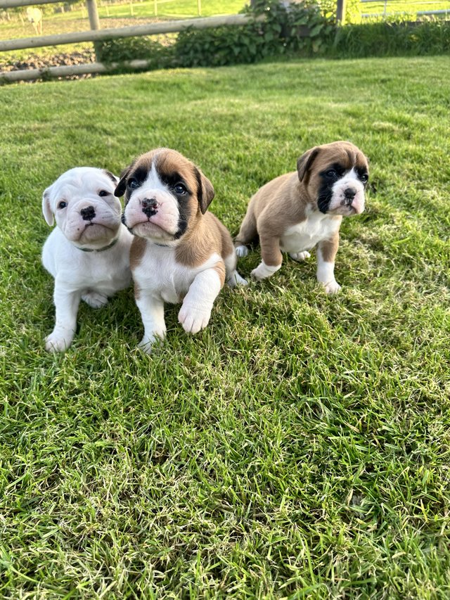 Preview of the first image of Stunning 3rd generation boxer puppies.