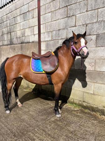 Image 28 of PONY PROJECTS.1-6yo COBS+WELSHES+MINIS SOON READY 4-13hh