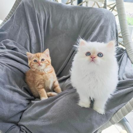 Image 1 of British Shorthair & Longhair Kittens Ready