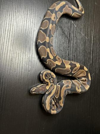 Image 8 of Royal/ball pythons for sale