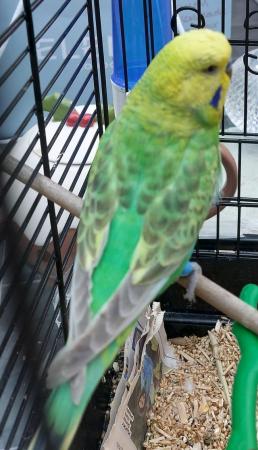 Image 2 of Budgies available all over one year