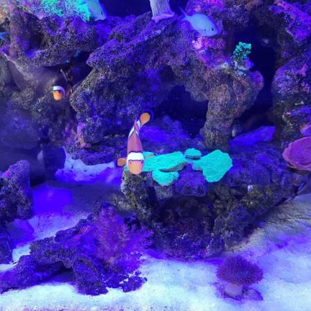 Image 5 of 2 year old clown fish for sale.