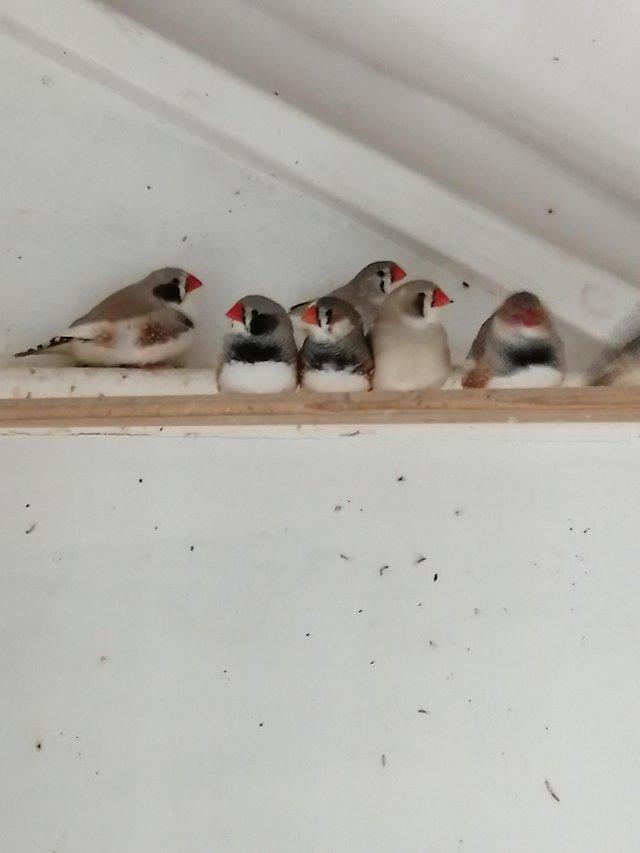 Preview of the first image of Zebra Finches For Sale Scunthorpe.