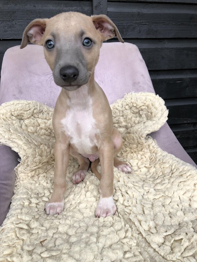 Preview of the first image of Well bred whippet pups ideal pets.