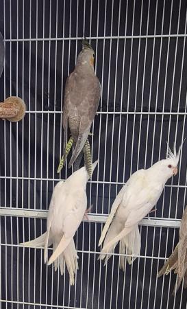 Image 8 of Young cockatiels avairy bred...please read add in full