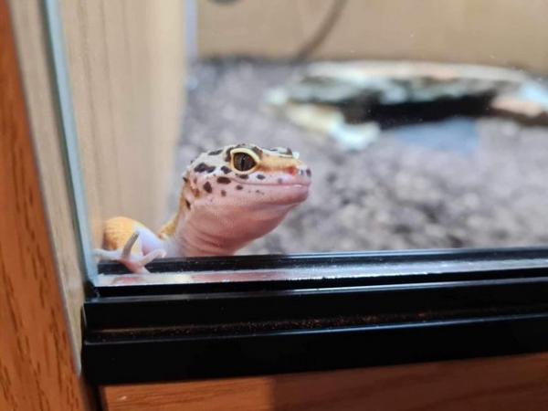 Image 7 of 11 month old Female leopard gecko