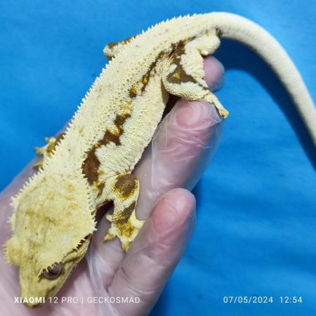 Image 3 of Reducing the male crested geckos in my collection