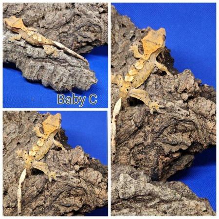 Image 5 of stunning baby crested geckos looking for forever homes