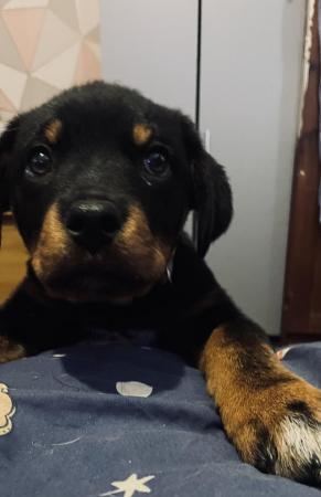 Image 13 of Rottweiler pup looking for her forever home