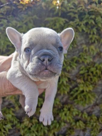 Image 12 of KC Registered French Bulldog Puppies 2 left