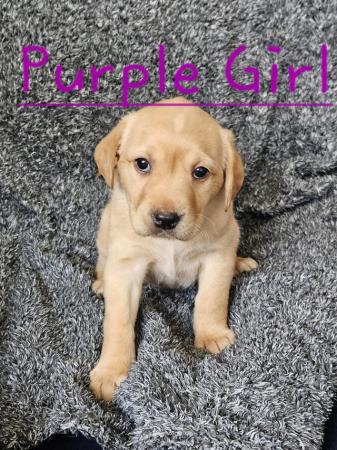 Image 14 of READY TO LEAVE NOW -chunky golden/ fox red labradors puppies