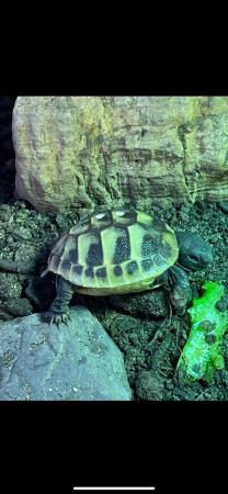 Image 1 of Hatchling Hermann's tortoises