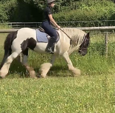 Image 8 of two year old gelding to make 14.2hh