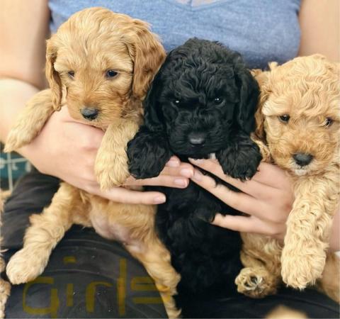 Image 22 of Red, apricot and black cockapoo pups (2 female / 3 male left