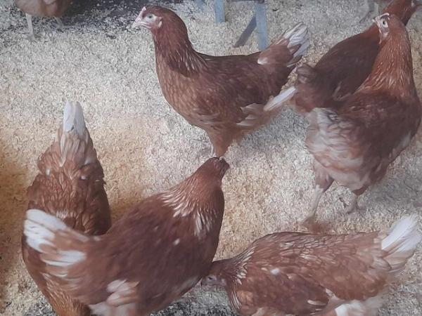 Image 1 of Chickens for sale, brown hybrid POL hens