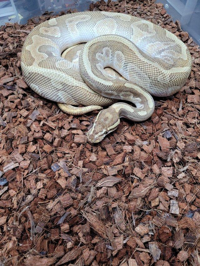 Preview of the first image of Various royal pythons, pied , mojave , pastel , het russo.