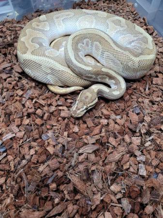 Image 1 of Various royal pythons, pied , mojave , pastel , het russo