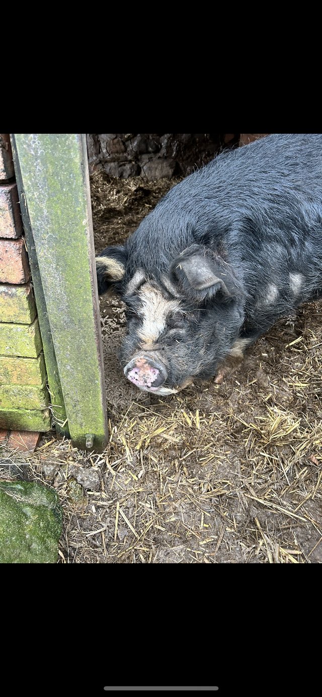 Preview of the first image of One year old kune kune pigs.