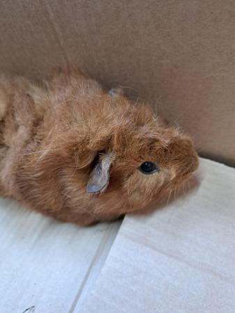Image 6 of Trio of Baby Male Guinea Pigs For Sale