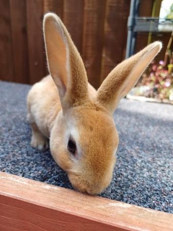 Image 1 of Gorgeous mini rex girls looking for forever homes
