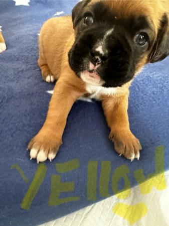 Image 5 of 2 Kc registered Boxer puppies
