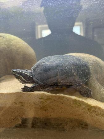 Image 3 of 2 musk turtles that need rehoming