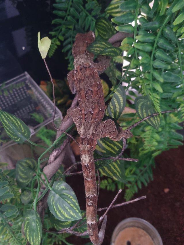 Preview of the first image of High red Baby Chahoua gecko.