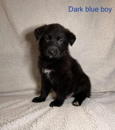 Image 1 of German shepherd puppies pure black and sable