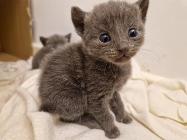 Image 18 of Russian blue Cross kittens