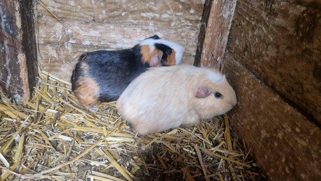 Image 3 of 3 stunning guineapig looking for new homes