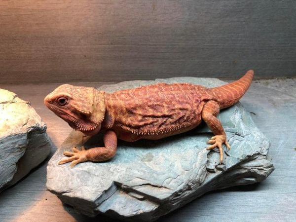 Image 6 of High Red Translucent G Stripe Hypo Female Bearded Dragon
