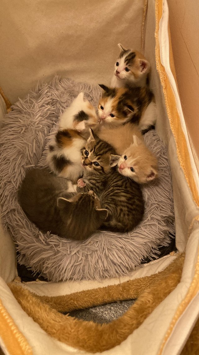 Preview of the first image of 6x kittens for sale ready to leave start July.