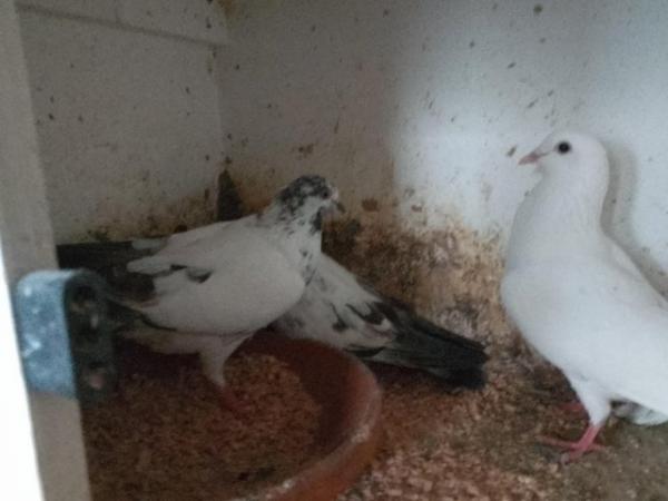 Image 4 of 16 or 32 rollers pigeons for sale.....