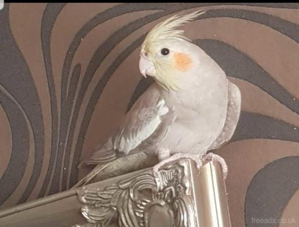 Image 4 of cockatiel and cage for sale.