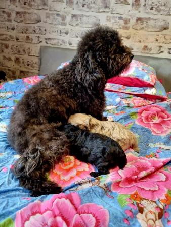 Merle & black POMAPOO puppies. Ready to reserve. for sale in Cheshire, England - Image 3