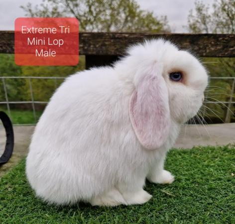 Image 12 of Young Adult Mini Lop Male