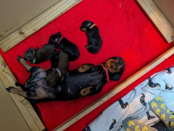 Image 5 of 2smooth haired miniature dachshunds left, ready now