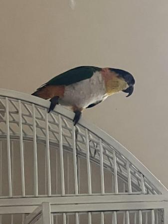 Image 1 of Semi - tame black headed caique for sale