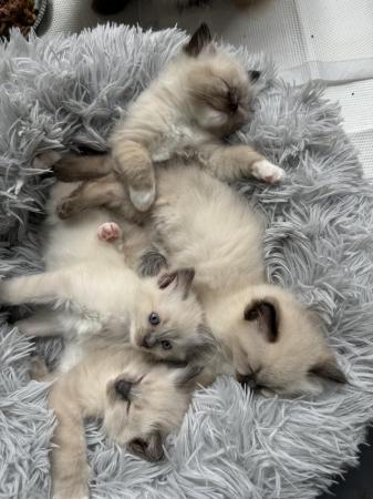 Image 5 of Two absolutely gorgeous Seal point Ragdoll Boys