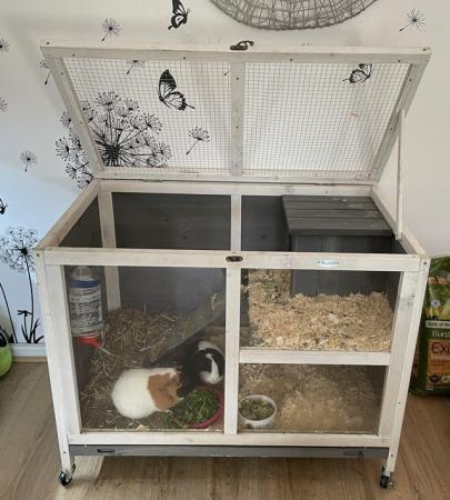 Image 3 of 2 female guinea pigs for sale