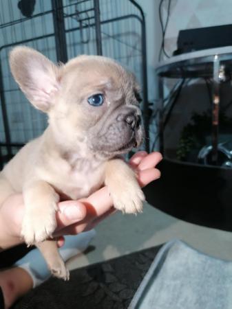 Image 17 of French bulldog puppies ready in 3 weeks