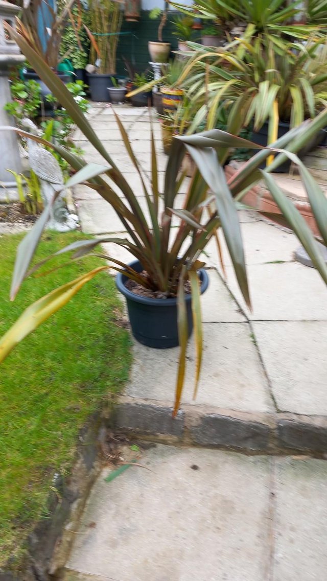 Preview of the first image of PHORMIUM 'Sundowner' - Large Evergreen Garden Plant.