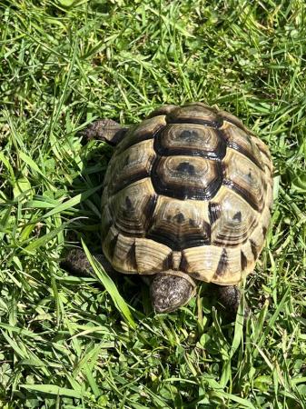 Image 2 of Spur Thighed Tortoise 2021