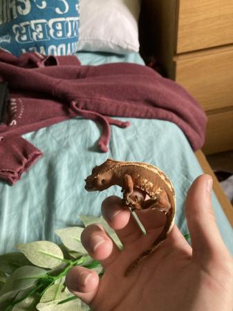Image 2 of 2years old crested gecko