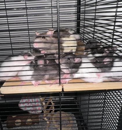 Image 5 of Family Bred Friendly Pet Rats Males and Females
