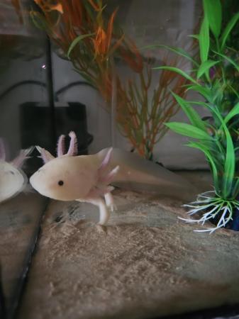 Image 5 of Leucistic (pink) axolotl eggs