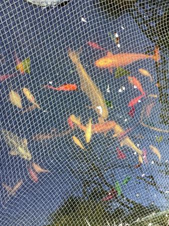 Image 2 of POND FISH: KOI, 80 other FISH POND PUMP AND FILTER