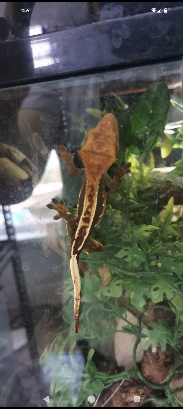 Preview of the first image of 2x crested gecko adults FREE.