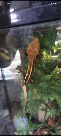Image 1 of 2x crested gecko adults FREE