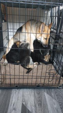 Image 5 of 11 week old german shepard puppies